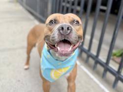 Shelter Stray Male Dog last seen Near Laconia Avenue, BRONX, NY, 10466, 326 E 110th St, New York, NY 10029, USA