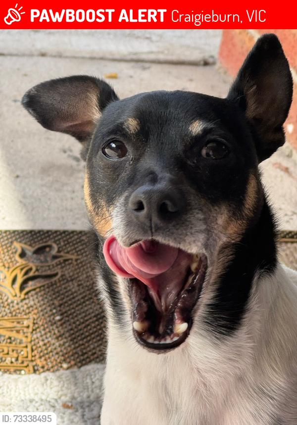 Lost Male Dog last seen Evergreen, Craigieburn, VIC 3064