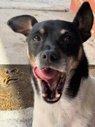 Lost Male Dog last seen Evergreen, Craigieburn, VIC 3064