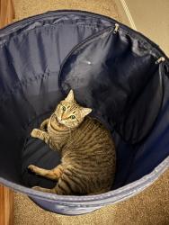 Reunited Male Cat last seen La última vez que lo vieron, estaba en los tejados., Tijuana, B.C. 22030