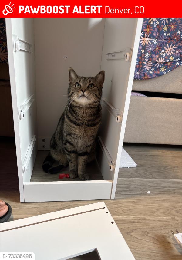 Lost Female Cat last seen silverman park, Denver, CO 80239