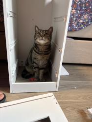 Lost Female Cat last seen silverman park, Denver, CO 80239