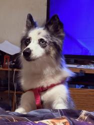 Reunited Female Dog last seen Near st w and 15 ave w, Bradenton, FL 34205
