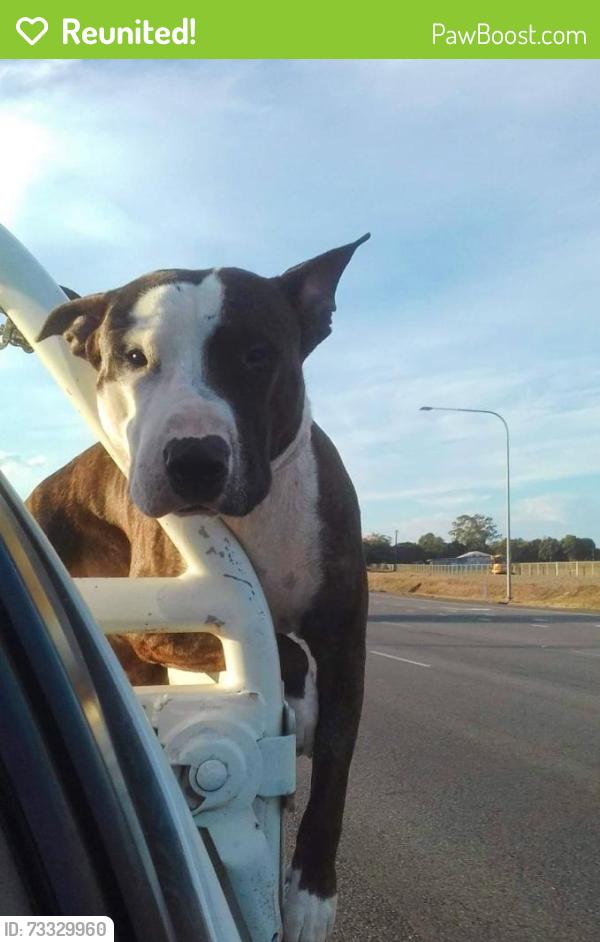 Reunited Male Dog last seen Griffin st gordonvale, Gordonvale, QLD 4865