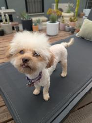 Reunited Female Dog last seen Trinity Ave & Oakland Ave, Walnut Creek, CA 94596