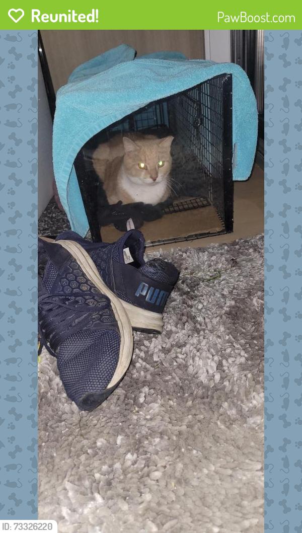 Reunited Male Cat last seen Cross Street of Hunnewell and Oakleigh, Newton, MA 02458