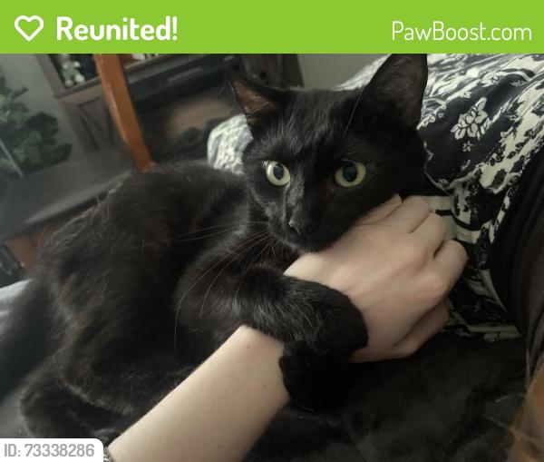 Reunited Female Cat last seen Royal Valley, Hubert, NC 28539