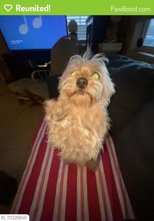 Reunited Female Dog last seen N/A, Las Vegas, NV 89121