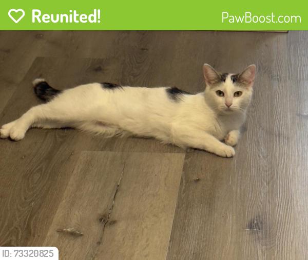 Reunited Female Cat last seen Near S Willowbrook Ave, Compton, CA 90220, USA, Compton, CA 90220