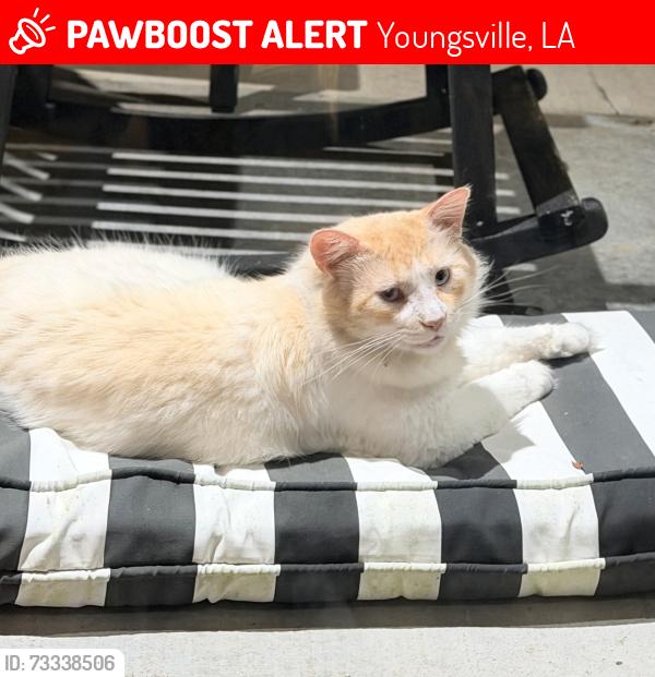 Lost Male Cat last seen Meadow Lake & copper Meadows blvd, Youngsville, LA 70592