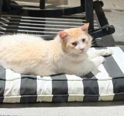Lost Male Cat last seen Meadow Lake & copper Meadows blvd, Youngsville, LA 70592