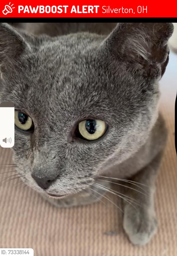 Lost Male Cat last seen Silverton ave., Silverton, OH 45213