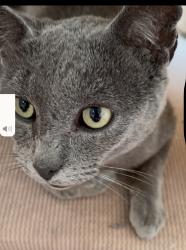 Lost Male Cat last seen Silverton ave., Silverton, OH 45213