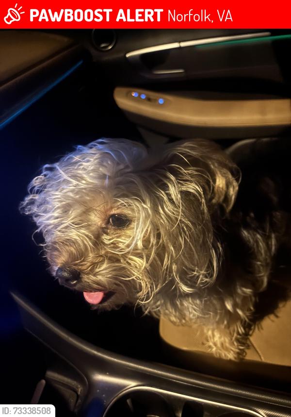 Lost Female Dog last seen N/A, Norfolk, VA 23510