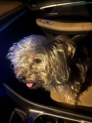 Lost Female Dog last seen N/A, Norfolk, VA 23510