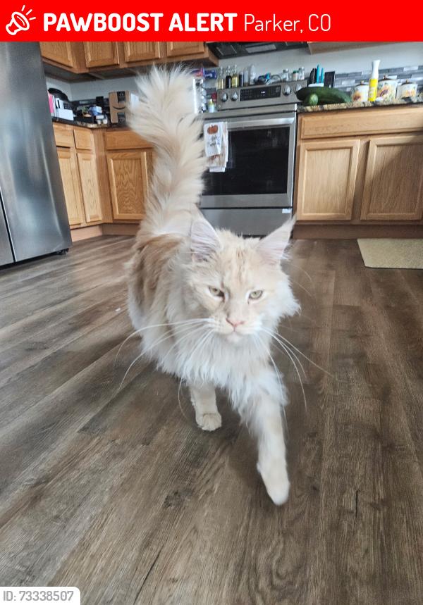 Lost Male Cat last seen Cape May Ln / E Richlawn Dr, Parker, CO 80134