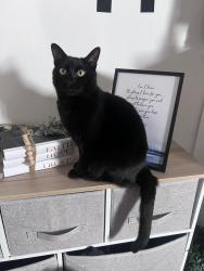 Lost Male Cat last seen The star by Hackney downs, Lower Clapton, England E5 8JH