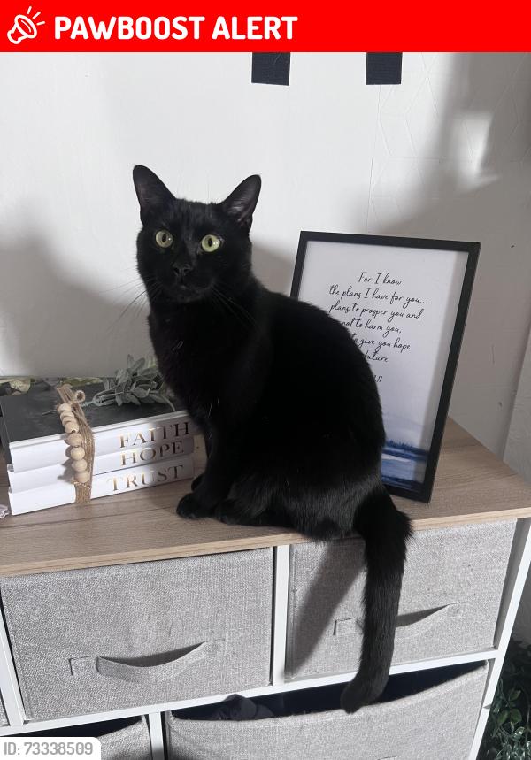Lost Male Cat last seen The star by Hackney downs, Lower Clapton, England E5 8JH