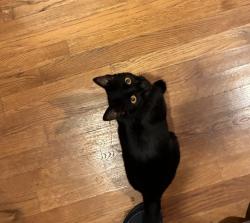 Found/Stray Unknown Cat last seen Lagunitas Dr & Ocean, San Francisco, CA 94132