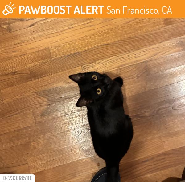 Found/Stray Unknown Cat last seen Lagunitas Dr & Ocean, San Francisco, CA 94132