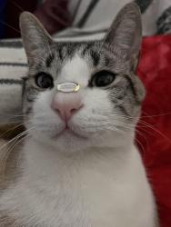 Lost Male Cat last seen Rua Cisplatina 1512, jardim Ipanema Sp, Jardim Ipanema, SP 09121-431
