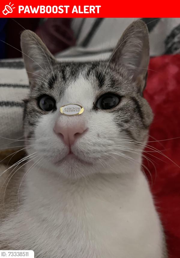 Lost Male Cat last seen Rua Cisplatina 1512, jardim Ipanema Sp, Jardim Ipanema, SP 09121-431