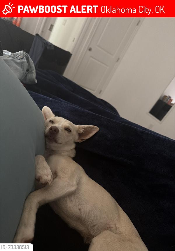 Lost Female Dog last seen 16th meridian, Oklahoma City, OK 73107