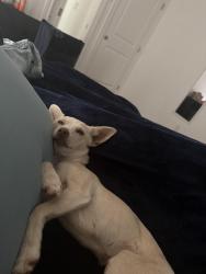 Lost Female Dog last seen 16th meridian, Oklahoma City, OK 73107