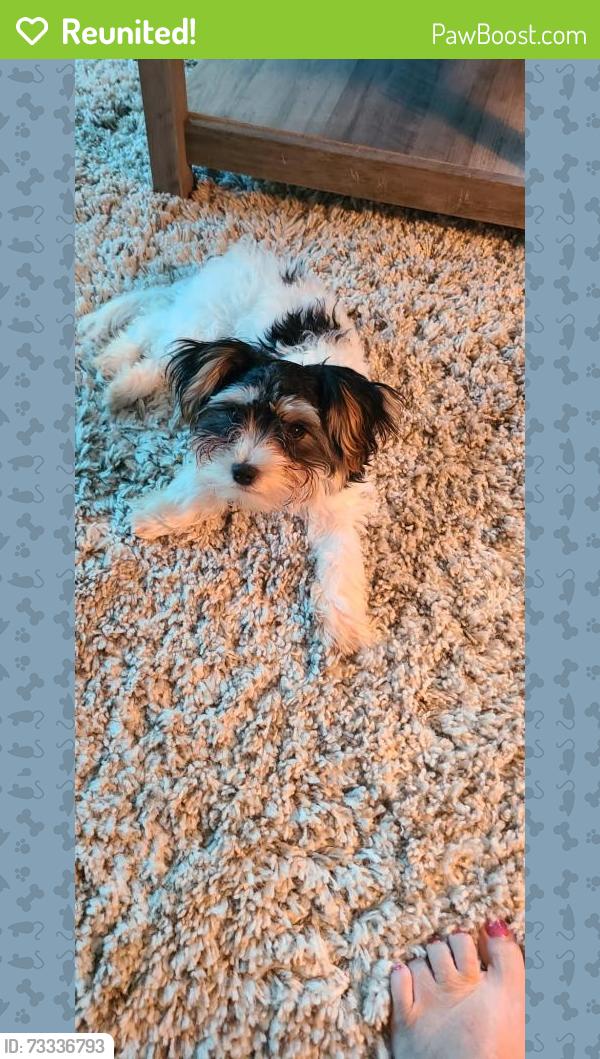 Reunited Male Dog last seen Picasso ave ne palm bay, Palm Bay, FL 32907