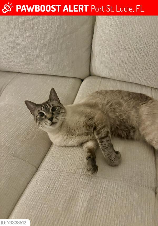 Lost Male Cat last seen Port St. Lucie blvd, Port St. Lucie, FL 34953