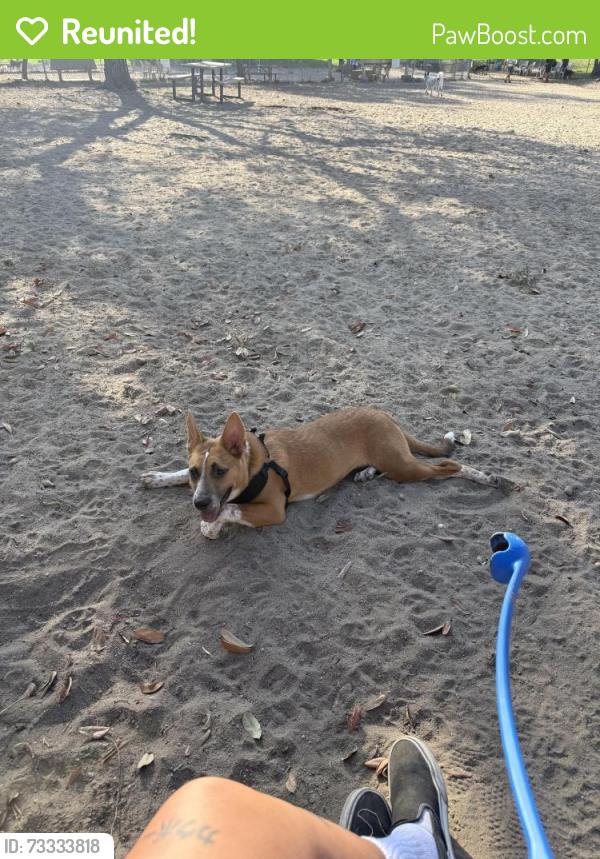 Reunited Female Dog last seen Near Fletcher and Texas Roadhouse, El Cajon, CA 92020