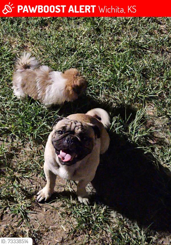 Lost Male Dog last seen Pawnne & broadway, Wichita, KS 67211