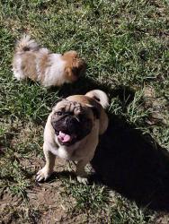 Lost Male Dog last seen Pawnne & broadway, Wichita, KS 67211