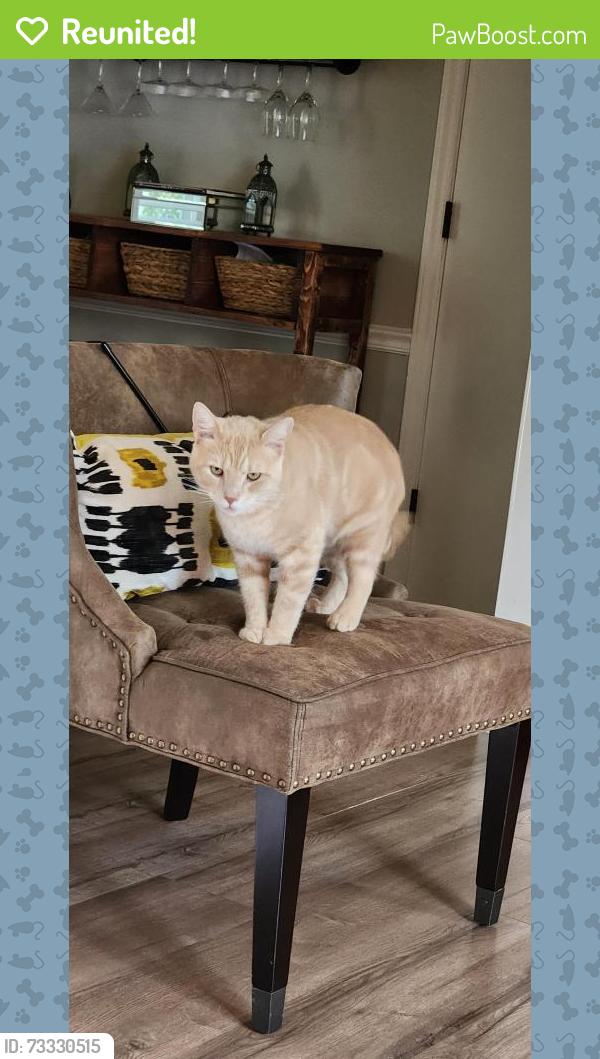 Reunited Male Cat last seen Old meadow 28227, Charlotte, NC 28227