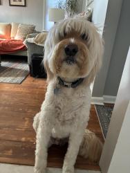 Reunited Male Dog last seen N. Gainsborough & Forest Ave, Royal Oak, MI 48067