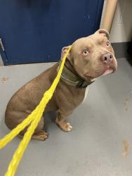 Shelter Stray Male Dog last seen ECO CONFINED ON FORREST HILL, 2600 NE Perry Ave, Peoria, IL 61603, USA