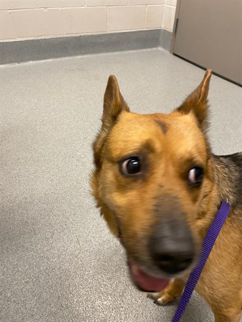 Shelter Stray Female Dog last seen Near, 2600 S Harding St, Indianapolis, IN 46221, USA