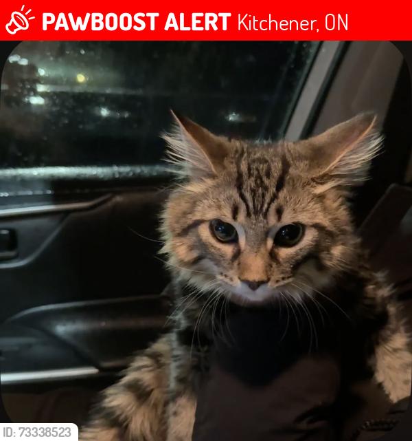 Lost Male Cat last seen Ira needles buildings, Kitchener, ON 
