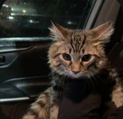 Lost Male Cat last seen Ira needles buildings, Kitchener, ON 