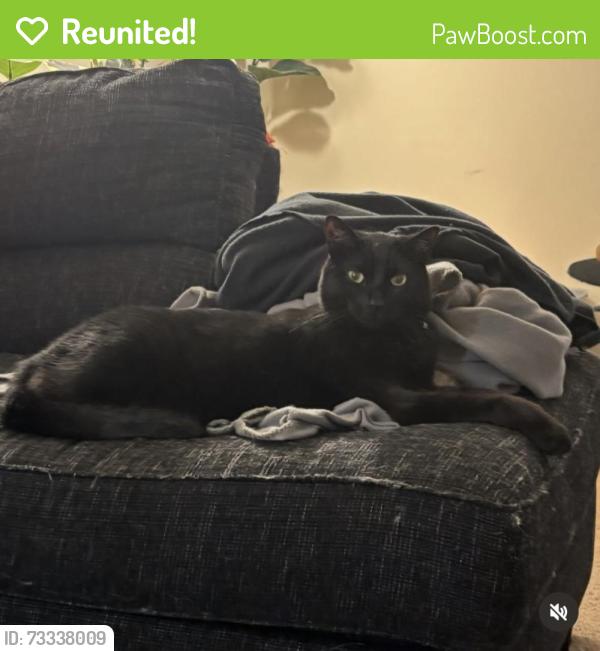Reunited Male Cat last seen e joppa road, Perry Hall, MD 21236