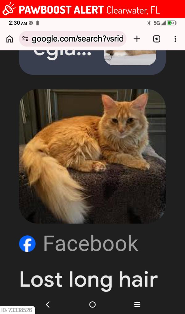 Lost Male Cat last seen South Saturn and rainbow Clearwater Florida, Clearwater, FL 33758