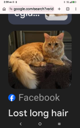 Lost Male Cat last seen South Saturn and rainbow Clearwater Florida, Clearwater, FL 33758