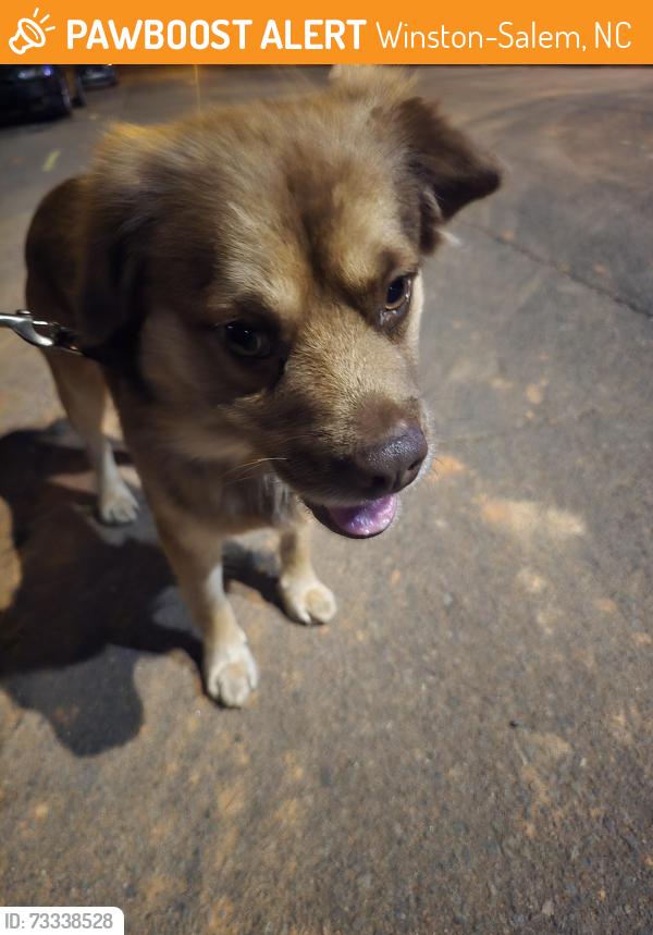 Found/Stray Male Dog last seen Cleveland Ave & Willie Davis Drive, Winston-Salem, NC 27105