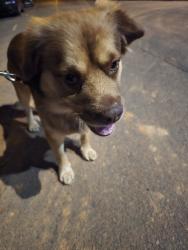 Found/Stray Male Dog last seen Cleveland Ave & Willie Davis Drive, Winston-Salem, NC 27105