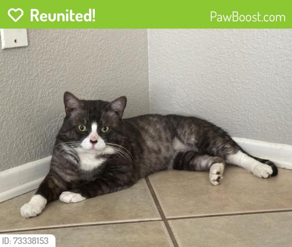 Reunited Male Cat last seen E Washington ave & Villines ave by the park, San Jacinto, CA 92583