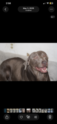 Reunited Male Dog last seen W Pine st and Shelton Santa Ana CA, Santa Ana, CA 92703