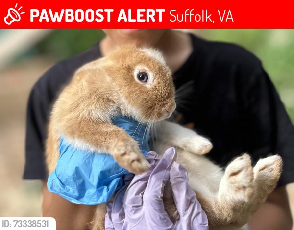 Lost Male Rabbit last seen 2nd ave, Suffolk, VA 23434