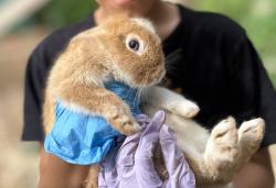 Lost Male Rabbit last seen 2nd ave, Suffolk, VA 23434