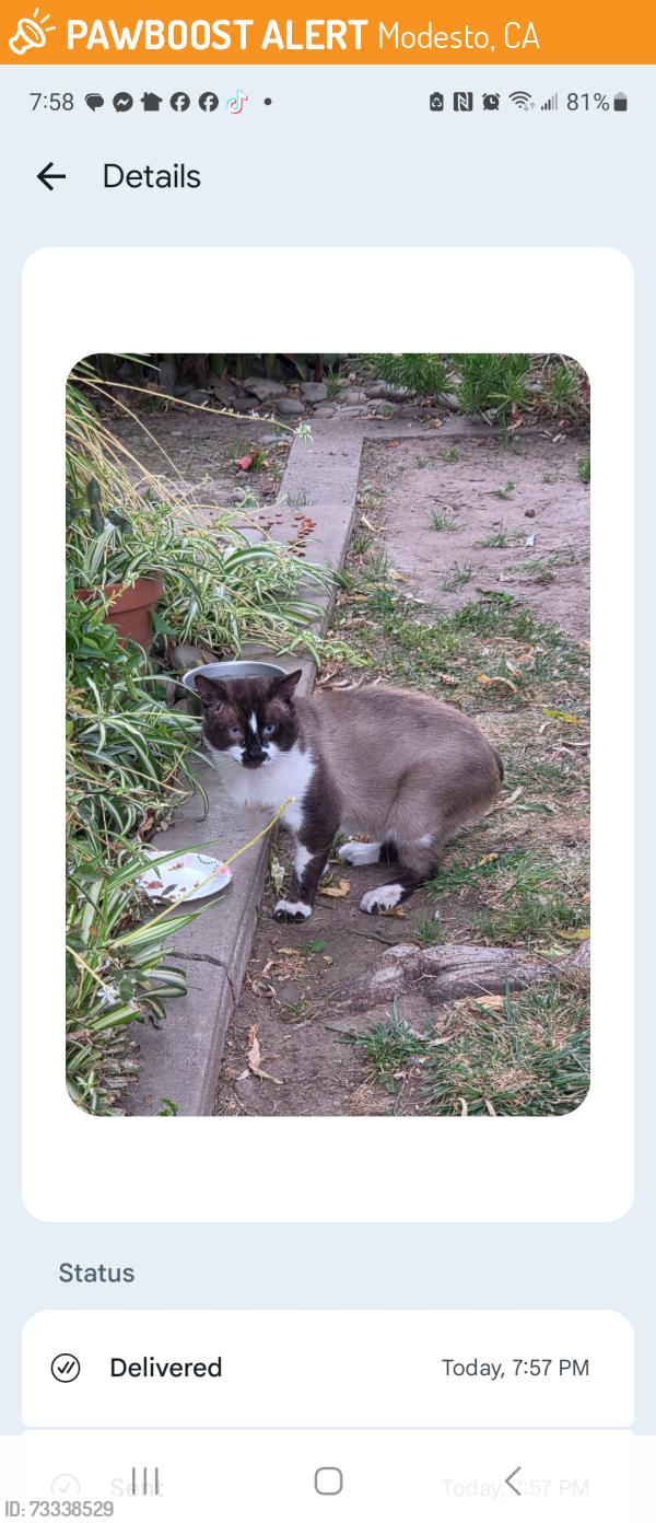 Found/Stray Male Cat last seen Lucern/El Terino, Modesto, CA 95350