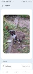 Found/Stray Male Cat last seen Lucern/El Terino, Modesto, CA 95350